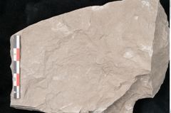 Foto (Detailansicht) von Dictyopteris brongniarti Gutb. (NHMW-GEO-2024-0188-10779)